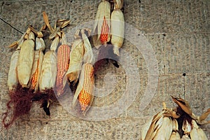 Corn cobs hanging on the stone wall