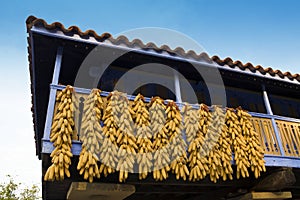 Corn Cobs Hanging To Dry On Balcony