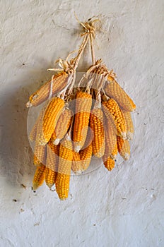 Corn cobs hanging on the wall