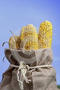 Corn cobs after harvesting .