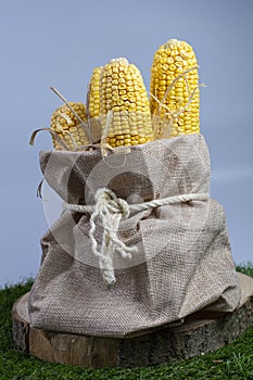 Corn cobs after harvesting .