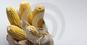 Corn cobs after harvesting .