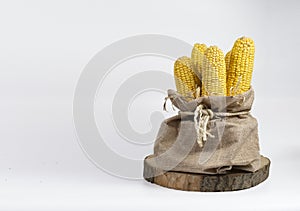 Corn cobs after harvesting .