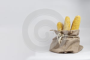 Corn cobs after harvesting .
