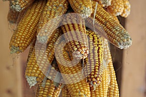 Corn cobs hung to dry for cattle feed.