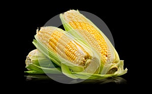 Corn cobs isolated on black background. Fresh raw organic sweetcorn closeup. Hot corn on the cob