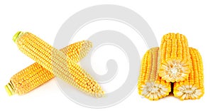 Corn cobs isolated on white . Collage. Free space for text. Wide photo
