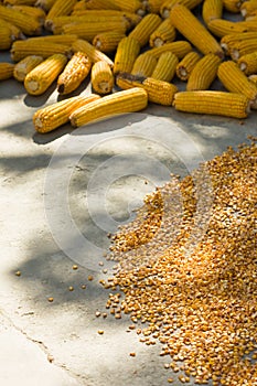 Corn cobs and maize drying in sun