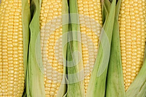 Corn cobs photo