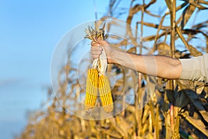 Corn cobs in male hand