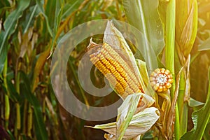 Corn cobs, mature, full of grain in the field, before harvesting