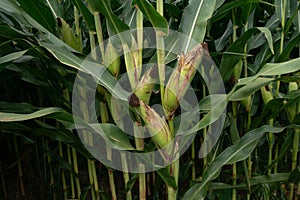 Corn cobs ripening in field in rural Portugal.
