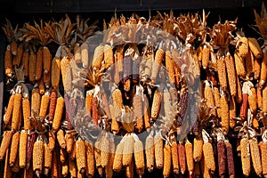 Corn Cobs in the Sun