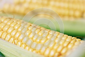 Corn on cobs and sweet corn ears background close up