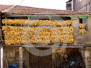 Corn cobs to dry in a traditional balcony