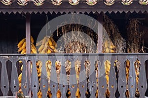 Corn cobs in typical Asturian horreo. Spain