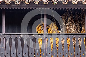 Corn cobs in typical Asturian horreo. Spain