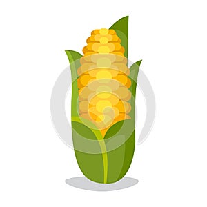 Corn cobs vector illustration. Healthy grain maize vegetable cob . Yellow agriculture farm ingredient .