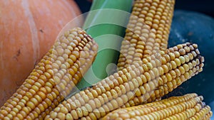 Corn cobs, vegetarianism and healthy eating