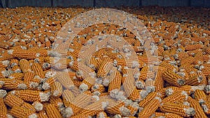 Corn cobs in warehouse, agriculture industry harvest