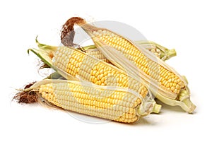 Corn cobs