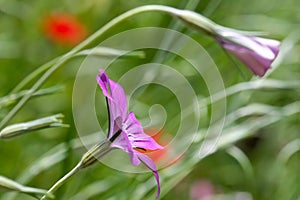 Corn-cockle flower (lat.- agrostemma githago