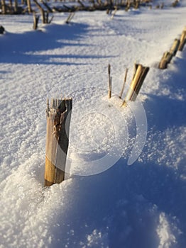 Corn  collected cereal. Snowy grain field. Spanish countryside in winter. EU agriculture. Cold. European.