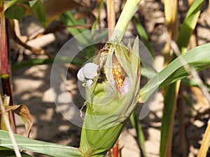 Corn cone with sporangia
