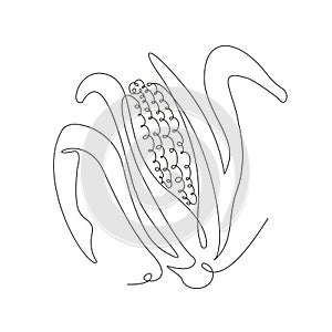 Corn in continuous line art drawing style. One ear of corn minimalist black linear sketch isolated on white background
