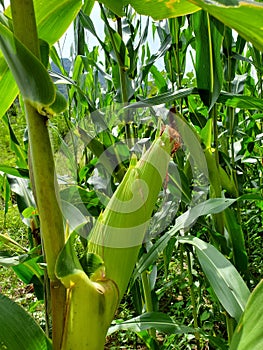 Corn