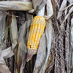 Corn and Corn Husk Background
