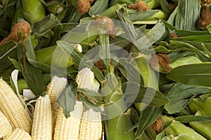 Corn and Corn Husks