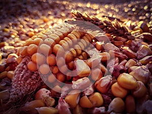 corn and corn seeds in low golden sunset light