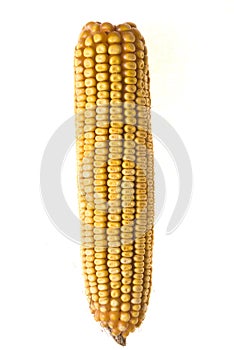 Corn Corncob