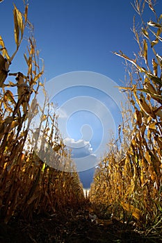 Corn in Cornfield photo