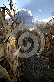 Corn in Cornfield