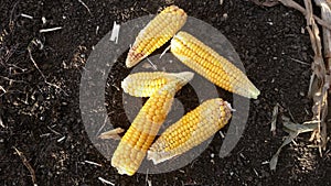 Corn