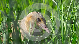 Corn Crake- Crex Crex