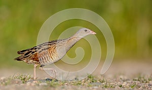 Corn crake - Crex crex - male bird