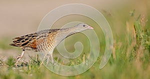 Corn crake - Crex crex - male bird