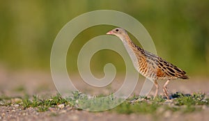 Corn crake - Crex crex - male bird