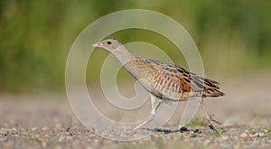 Corn crake - Crex crex - male bird at a meadow