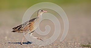 Corn crake - Crex crex - male bird at a meadow