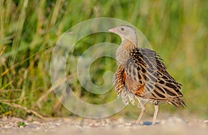 Corn crake - Crex crex - male bird at a meadow