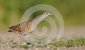 Corn crake - Crex crex - male bird at a meadow