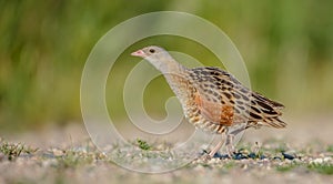 Corn crake - Crex crex - male bird at a meadow