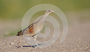 Corn crake - Crex crex - male bird at a meadow