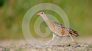 Corn crake - Crex crex - male bird at a meadow