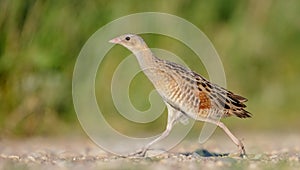 Corn crake - Crex crex - male bird at a meadow