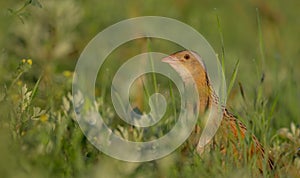 Corn Crake Crex crex